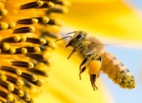 Пчелы рака легких