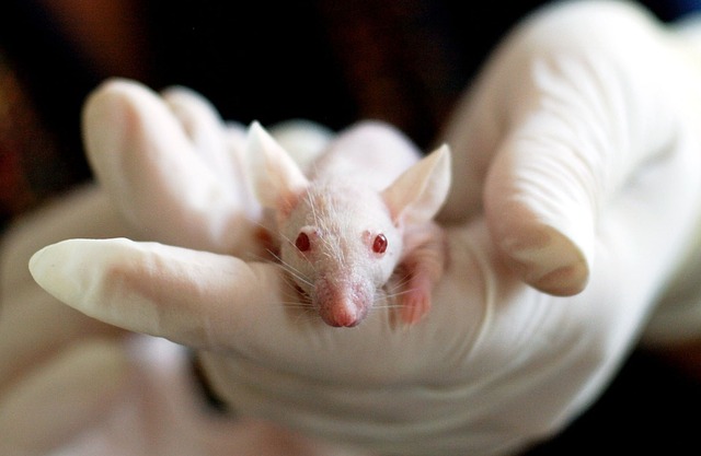 Мышам провели генную вазэктомию