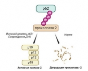 Описан новый механизм запуска клеточной гибели