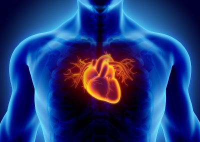 Сердечный миозин-связывающий протеин С сравним с тропонинами в ранней диагностике инфаркта миокарда