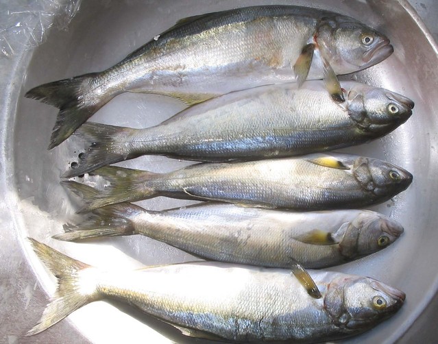 Употребление рыбы может быть связано с уменьшением риска развития рассеянного склероза
